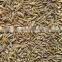 CUMIN SEED SINGAPORE QUALITY