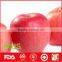 Fresh fuji apple hot sale in China at cheap price