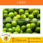 High Quality Fresh Green Bulk Lime/ Fresh Lemon for Middle East