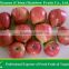 Shanxi Red Star Apple with top quality