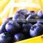 Iqf Blueberry frozen blueberry (Grade A) local in "Country of blueberry"