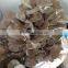 Best selling organic Dried Maitake Mushroom
