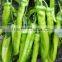 long chilly pepper seeds