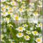 BEST EXPORTER OF 100% NATURAL CHAMOMILE ROMAN OIL