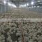 automatic broiler farming system