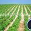 Agriculture Use Seaweed Fertilizer /Seaweed Extract Fertilizer