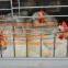 Poultry Farming Equipment Broiler Cage & Broiler Coop & Meat Chicken Cage in Chicken Shed for Nepal