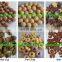 Puffed Corn Snacks Making Machine/Corn Tortillas Maker