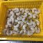 Shrimp PD Frozen Vannamei Prawns Peeled Deveined Pd Shrimp