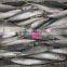 Frozen fresh round scad whole round in good quality
