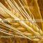 Best BARLEY from direct UKRAINE PRODUCER