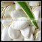 China Snow White Pumpkin Seeds