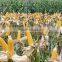 Yellow corn/Yellow maize for animal feed production