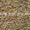 Cumin Seed