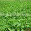 Wholesale stevia extract powder Reb A 97% with ISO HACCP KOSHER FDA