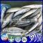 Deep Frozen Scientific Name Of Mackerel Fish Pacific Mackerel