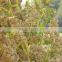 QUINOA PROCESSED INDIA ORIGIN