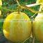 King Lord-Hybrid thin peel sweet melon seeds for growing