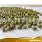 Sprouting Green Mung Bean