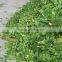 Mobile wheat grass cutter / corn shredder / agricutlutre straw crusher for sale