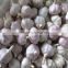 China Fresh Garlic /Naturally Grown and can be used for seed Garlic