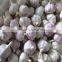 Offer Fresh Organic Garlic without Pesticide