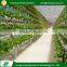 2017 Hot sell anti-dripping multi-span plastic tomato greenhouse