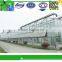 China commercial glass greenhouse for used