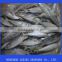 frozen mackerel fish IQF horse mackerel