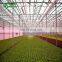 Professional Efficient Industrial Used Framed Glass Greenhouse