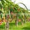 Good Quality Dragon Fruit Fresh With Best Pice Made In VIet Nam