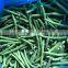 BRC A Approved New Crop 6-12cm Whole Top Green Pearl IQF Frozen Green Bean from Sinocharm