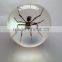 Hot selling plastic sphere ball with real insects ember embedded as promotion gifts