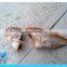 frozen golden-line barbel whole round