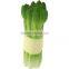 gift PU foam asparagus stress toy ball