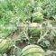 Shijia chinese high resistance hybrid f1 watermelon seeds