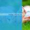 hot sell blue protective film for window PET adhesive film