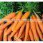 China fresh carrot for sale