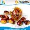 Common Cultivation Type and gunny bag Packaging china raw fresh chestnut