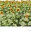 new crop chinese black sunflower seeds 363