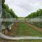 (20 years Shanghai factory) hot season , New arrival, Agriculture HDPE knotted mesh vineyard net , 24 GSM / 20101-24