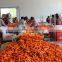 China fresh bulk carrot to the world