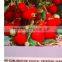 DyeSubliamtion printing flag fabric