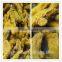 dry turmeric finger