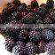 2016 Crop IQF Frozen Blackberry From China