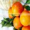 Best price Navel orange