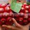 High Quality Wild Fruit Seeds Kadsura Coccinea Seeds For Growing