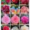 Indoor Plant and Outdoor Plant Camellia Japonica