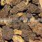 organic morels conica mushroom dried morel