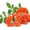 Chokeberry Powder Aronia melanocarpa Black Chokeberry Extract Powder Extract with Anthocyanidins 5-25%